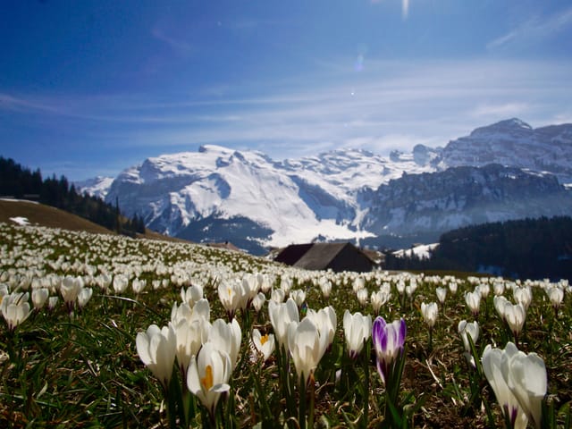 Auf einer Alpwiese blühen unzählige Krokusse, im Hintergrund verschneite Alpengipfel, darüber ein mehrheitlich blauer Himmel.