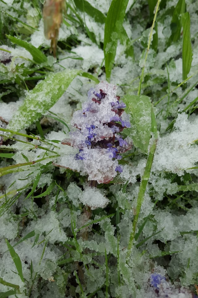 Schnee kann Pflanzen auch isolieren. Schnee kann Pflanzen auch isolieren.