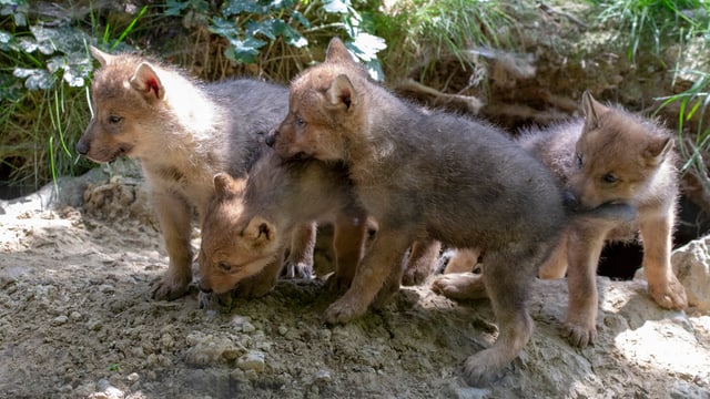 Vier der ursprünglich fünf Jungtiere haben die ersten Wochen überstanden. Vier der ursprünglich fünf Jungtiere haben die ersten Wochen überstanden.