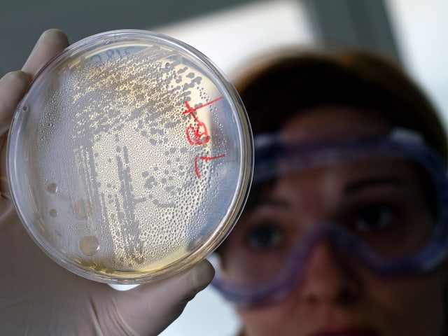 Eine Mitarbeiterin eines Labors schaut auf eine Probe mit Bakterienkulturen. Eine Mitarbeiterin eines Labors schaut auf eine Probe mit Bakterienkulturen.