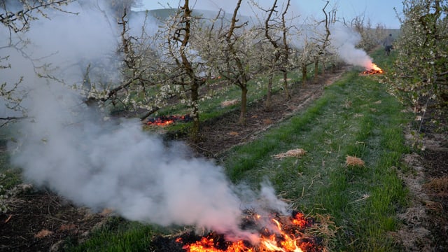 Kleine Feuer zwischen den Kulturen sollten den Frost mildern, Kleine Feuer zwischen den Kulturen sollten den Frost mildern,