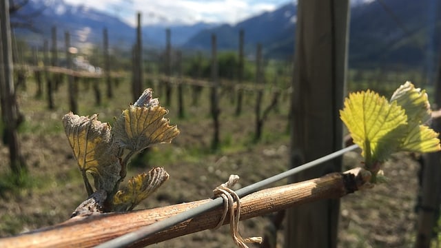 Sanester in chatsch da la vigna ch'è schelà, dretg in chatsch frestg e saun. Sanester in chatsch da la vigna ch'è schelà, dretg in chatsch frestg e saun.