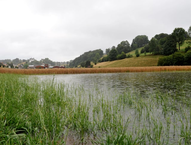 Wieder einmal setzt der Seebach in Seewen/SO das Felder unter Wasser.