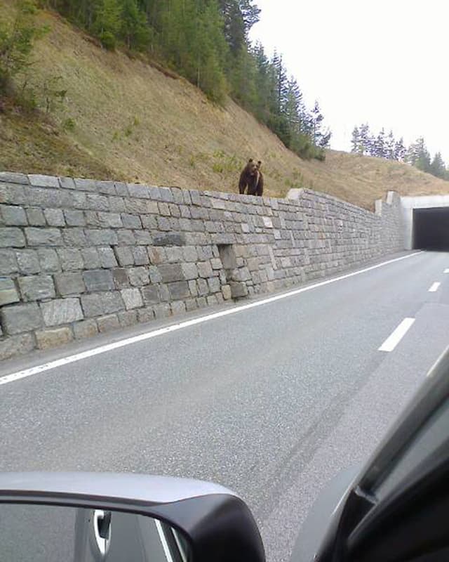 Ein Bär vor blickt von einer Galerie runter auf die Strasse. Ein Bär vor blickt von einer Galerie runter auf die Strasse.