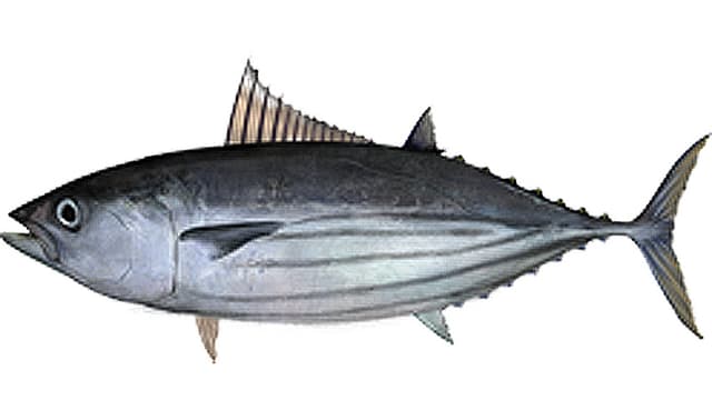 Der Echte Bonito, von Biologen Katsuwonus pelamis genannt. Der Echte Bonito, von Biologen Katsuwonus pelamis genannt.