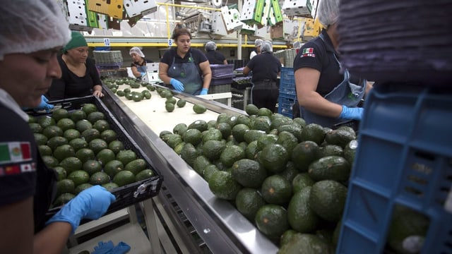 Avocado-Verarbeitung in Mexiko Avocado-Verarbeitung in Mexiko