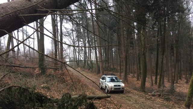 Das Auto des Revierförsters im Wald Das Auto des Revierförsters im Wald