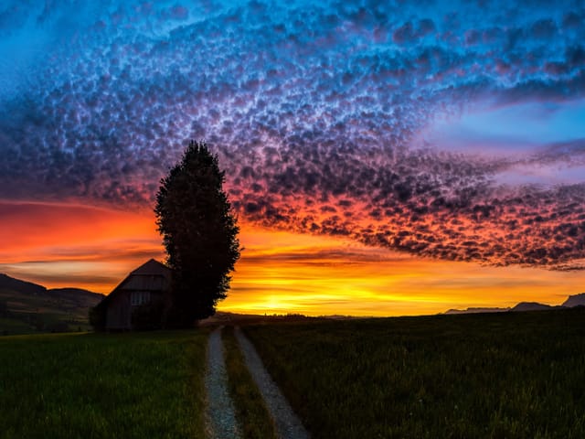 Sonnenaufgang mit gelben, orangem und blauem Himmel bei leichter Bewölkung. Im Vordergrund Wiese mit Weg und links ein Baum.