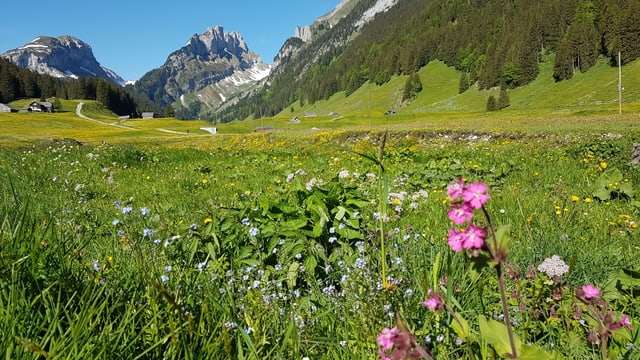 Blumenwiese mit Bergen Blumenwiese mit Bergen
