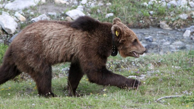 Bär mit Ohrenmarke Bär mit Ohrenmarke