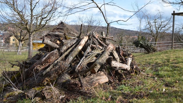Grosser Asthaufen auf einer Wiese. Grosser Asthaufen auf einer Wiese.