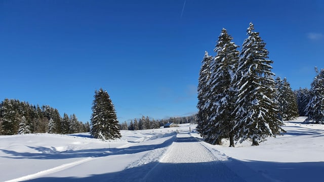 Loipe durch einzelne verschneite Bäume in der Nähe des La Dôle. Loipe durch einzelne verschneite Bäume in der Nähe des La Dôle.