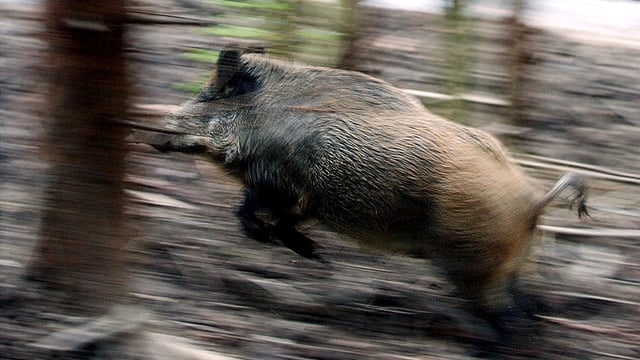 Wildschwein Wildschwein