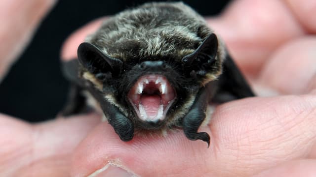 Hände halten eine kleine Fledermaus in die Luft. Hände halten eine kleine Fledermaus in die Luft.