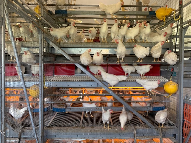 mehrere Gitteretagen, wo viele Hühner draufstehen