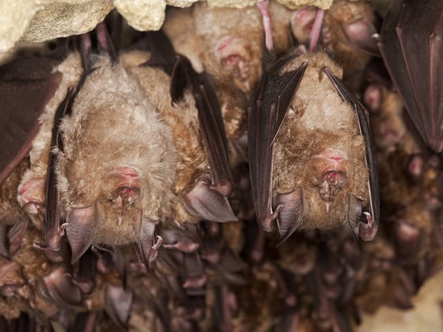 Fledermäuse hängen in einer Höhle.
