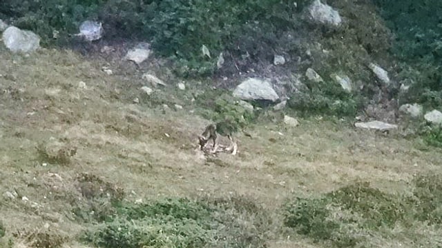 Junger Wolf im Wallis. Junger Wolf im Wallis.