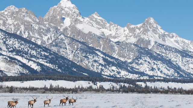 Yellowstone Nationalpark – Überleben im Winter Yellowstone Nationalpark – Überleben im Winter