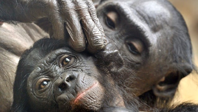 Zwei Bonobos im Affen Frankfurter Zoo bei der gemeinsamen Körperpflege.