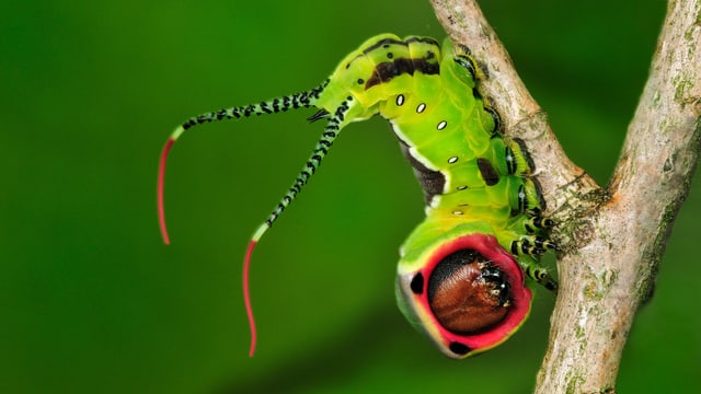 Eine grüne Nachtfalterraupe mit schwarzen Flecken und einem roten Kreis um ihren Kopf sitzt auf einem Zweig