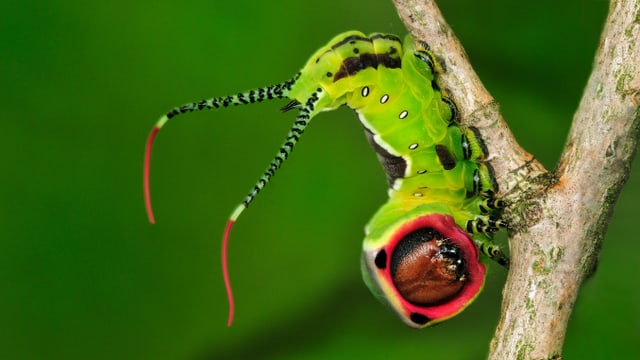 Eine grüne Nachtfalterraupe mit schwarzen Flecken und einem roten Kreis um ihren Kopf sitzt auf einem Zweig Eine grüne Nachtfalterraupe mit schwarzen Flecken und einem roten Kreis um ihren Kopf sitzt auf einem Zweig