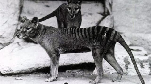Schwarz-Weiss-Foto zweier tasmansicher Tiger. Schwarz-Weiss-Foto zweier tasmansicher Tiger.