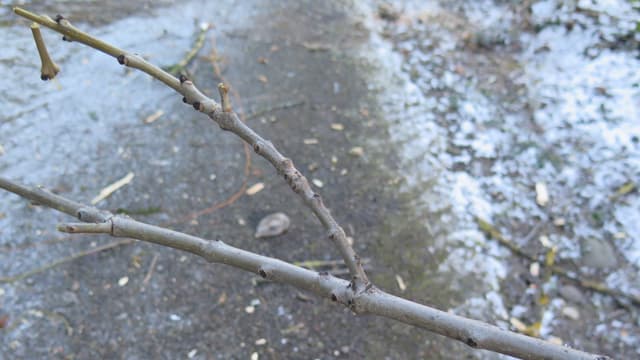 Zweig eines Baumes. Zweig eines Baumes.