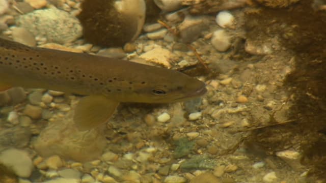 Fisch auf Gewässergrund. Fisch auf Gewässergrund.