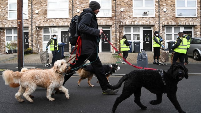 Dogwalkerin mit drei Hunden in England