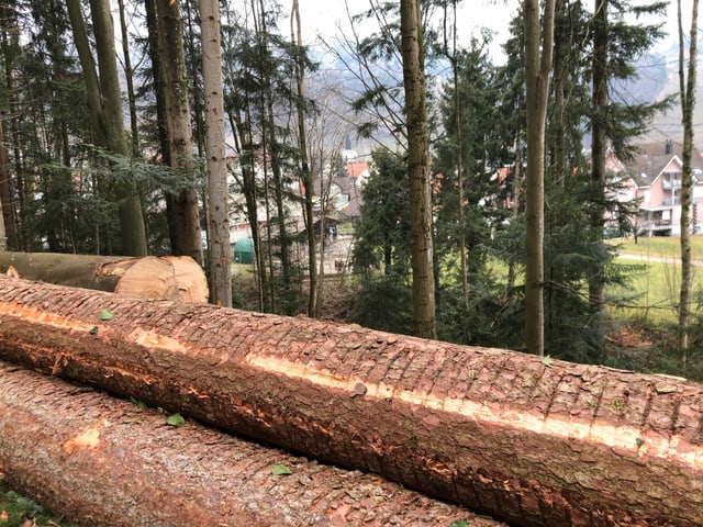 Baumstämme im Vordergrund, die Häuser von Berneck im Hintergrund. Baumstämme im Vordergrund, die Häuser von Berneck im Hintergrund.