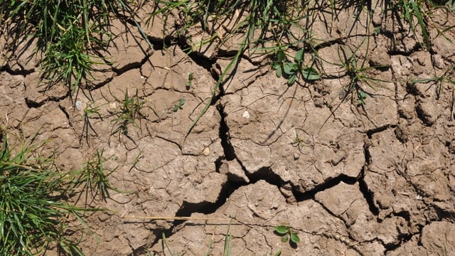 Zu wenig Regen die Erde wir immer trockener, es bilden sich Risse in den Böden Zu wenig Regen die Erde wir immer trockener, es bilden sich Risse in den Böden
