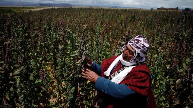 Quinoa-Bauer in Bolivien. Quinoa-Bauer in Bolivien.