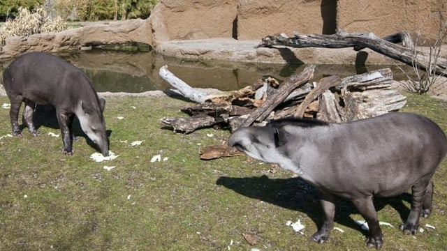 Tapire sind in Südamerika vom Aussterben bedroht