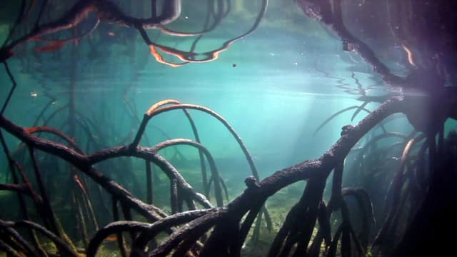 Unterwasserlandschaft im Amazonas Unterwasserlandschaft im Amazonas