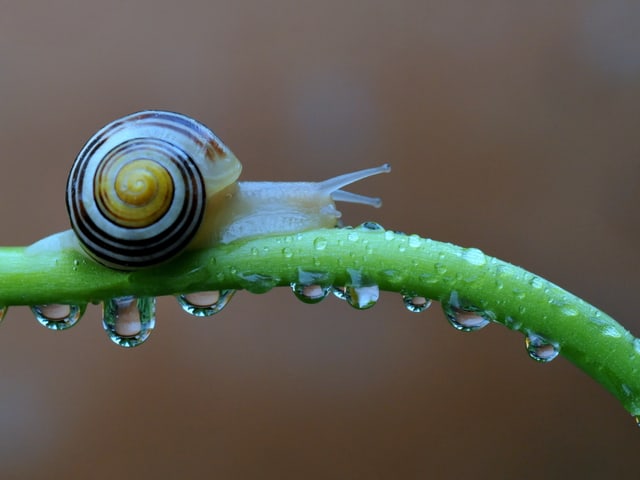 Schnecke am Grashalm