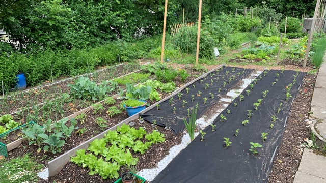 Ein Garten mit verschiedenen Beeten. Ein Garten mit verschiedenen Beeten.