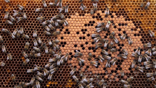 Bienen. Bienen.