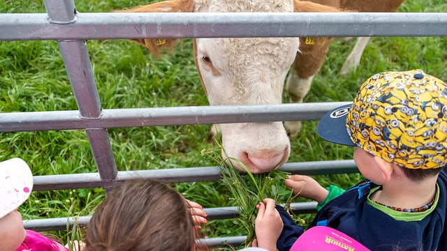 Kinder füttern Kuh