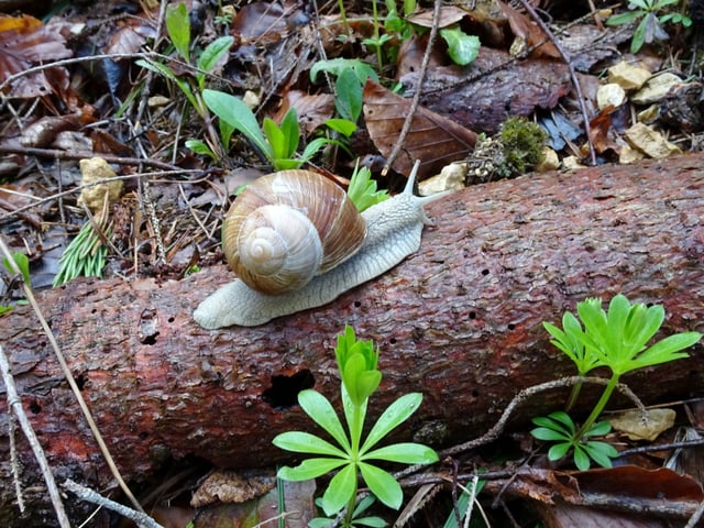 weinbergschnecke