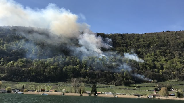 Rauch über einem Waldstück Rauch über einem Waldstück