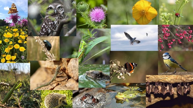 Mehr als Artenvielfalt Was ist Biodiversität? Mission B SRF