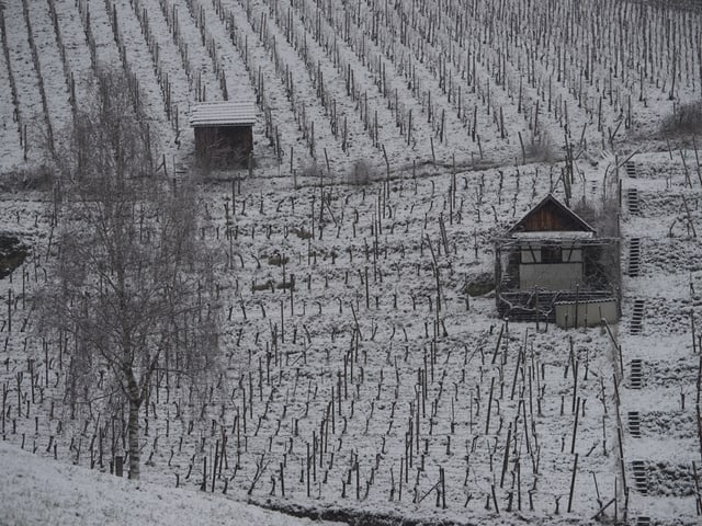 In einem Rebberg liegen ein paar Zentimeter Schnee. Es kommen Wintergefühle auf, der Frühling scheint so fern.