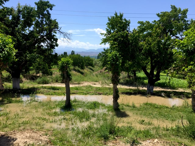 Blick auf eine grüne Landschaft mit Bäumen. Blick auf eine grüne Landschaft mit Bäumen.