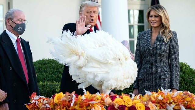Donald Trump begnadigt einen Truthahn. Donald Trump begnadigt einen Truthahn.