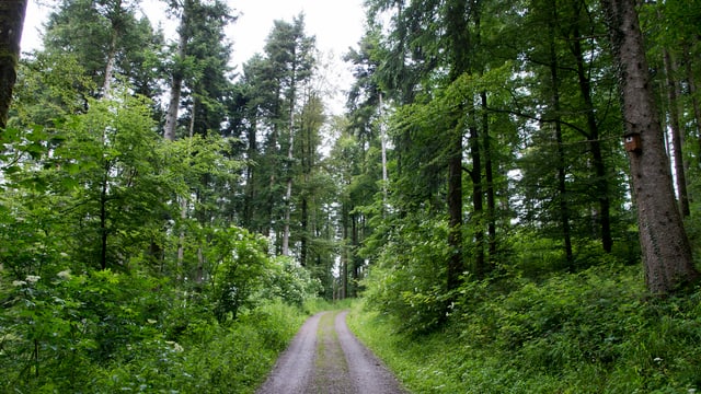 Waldweg. Waldweg.