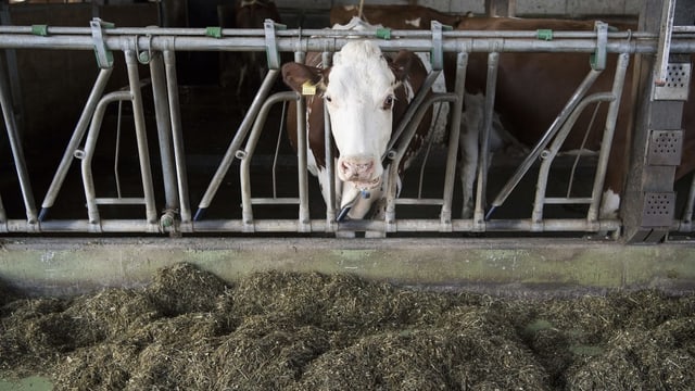 Zug in Stall. Zug in Stall.
