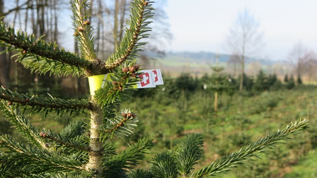 Zettel mit Schweizer Kreuz an einer Tanne Zettel mit Schweizer Kreuz an einer Tanne