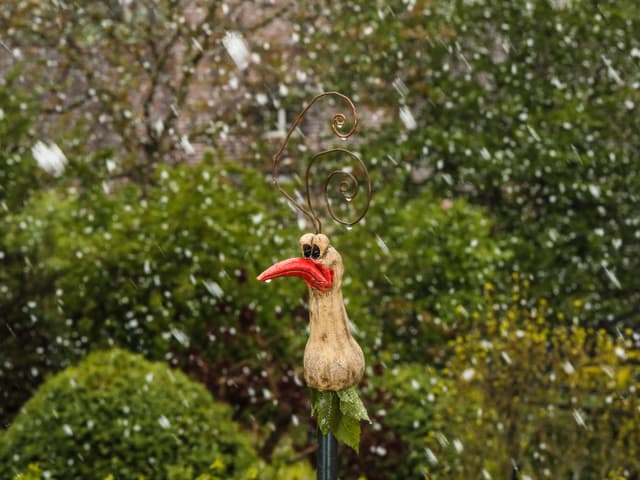 Holzhahn im Schneefall