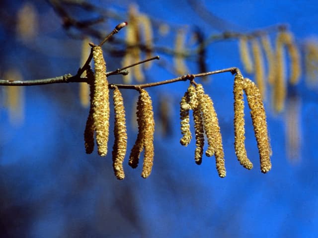 Stahlblauer Himmel mit Zweig im Vordergrund. Am Ast hängen Säulen mit Haselpollen. Stahlblauer Himmel mit Zweig im Vordergrund. Am Ast hängen Säulen mit Haselpollen.
