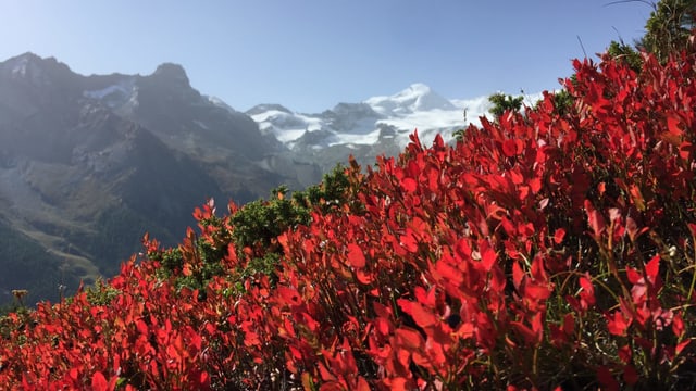 Altweibersommer ob Saas Fee. Altweibersommer ob Saas Fee.